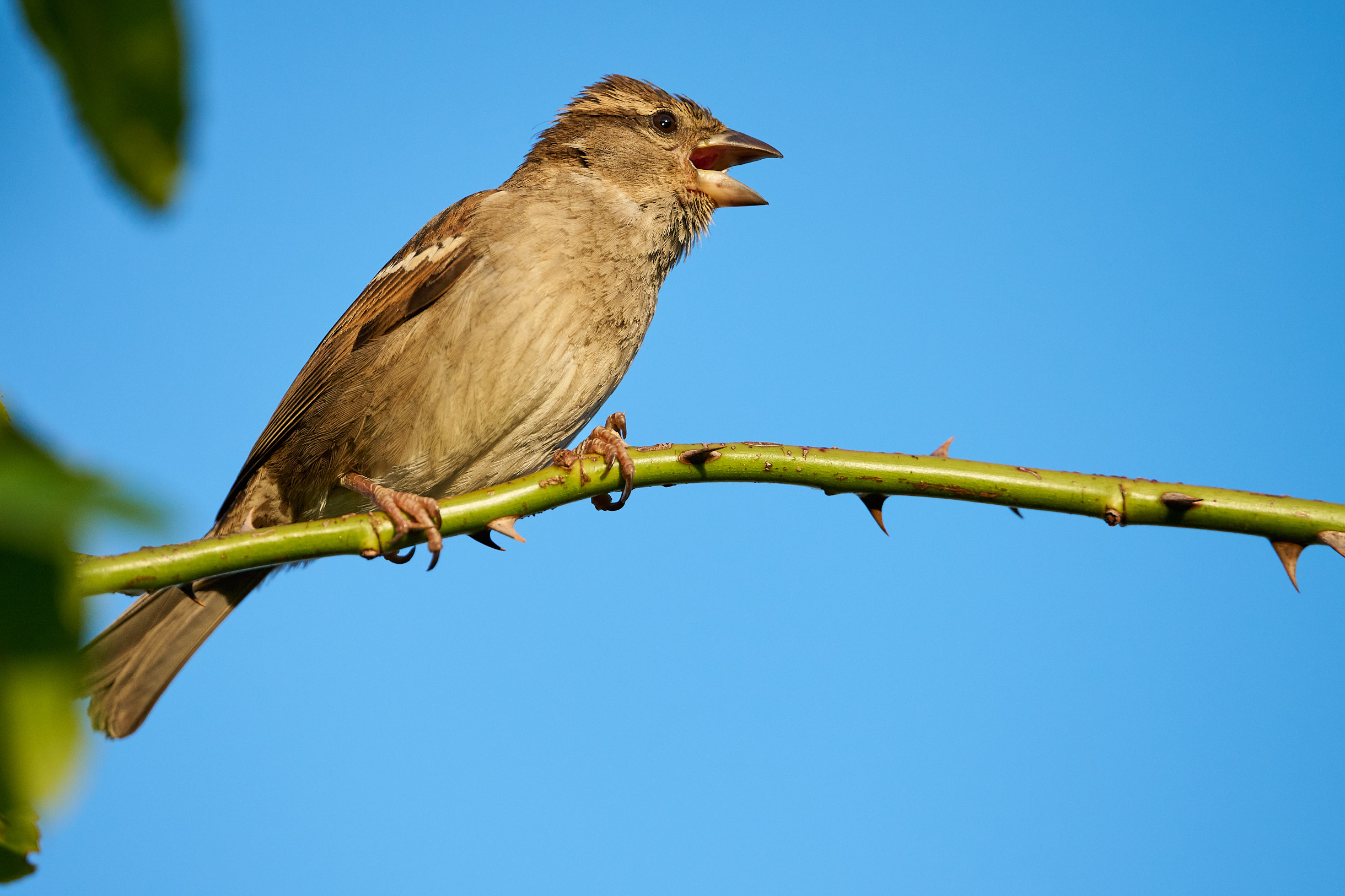 Sparrow on Thorns